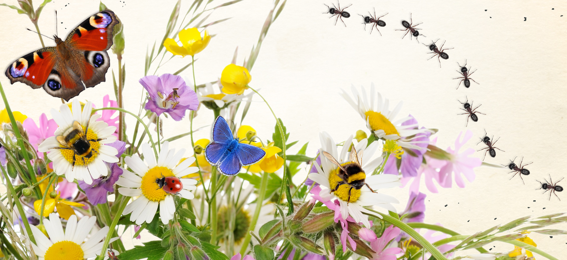 Schmetterlinge, Käfer, Ameisen, Blumen