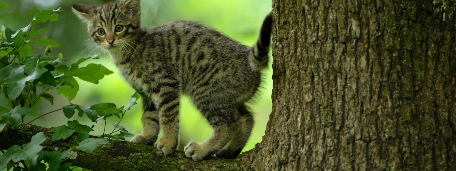 junge Wildkatze auf Baum