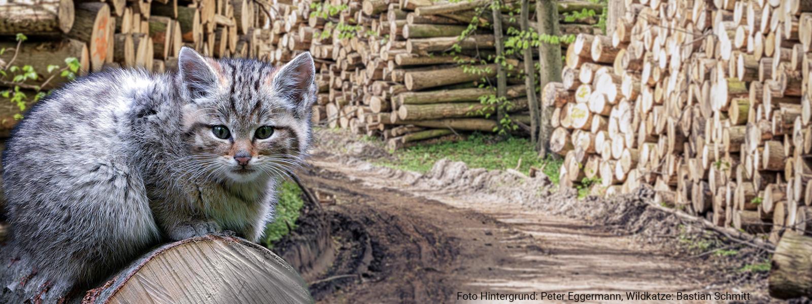 Wildkatze: Sichere Wälder wildkatze-sicherer-wald-2