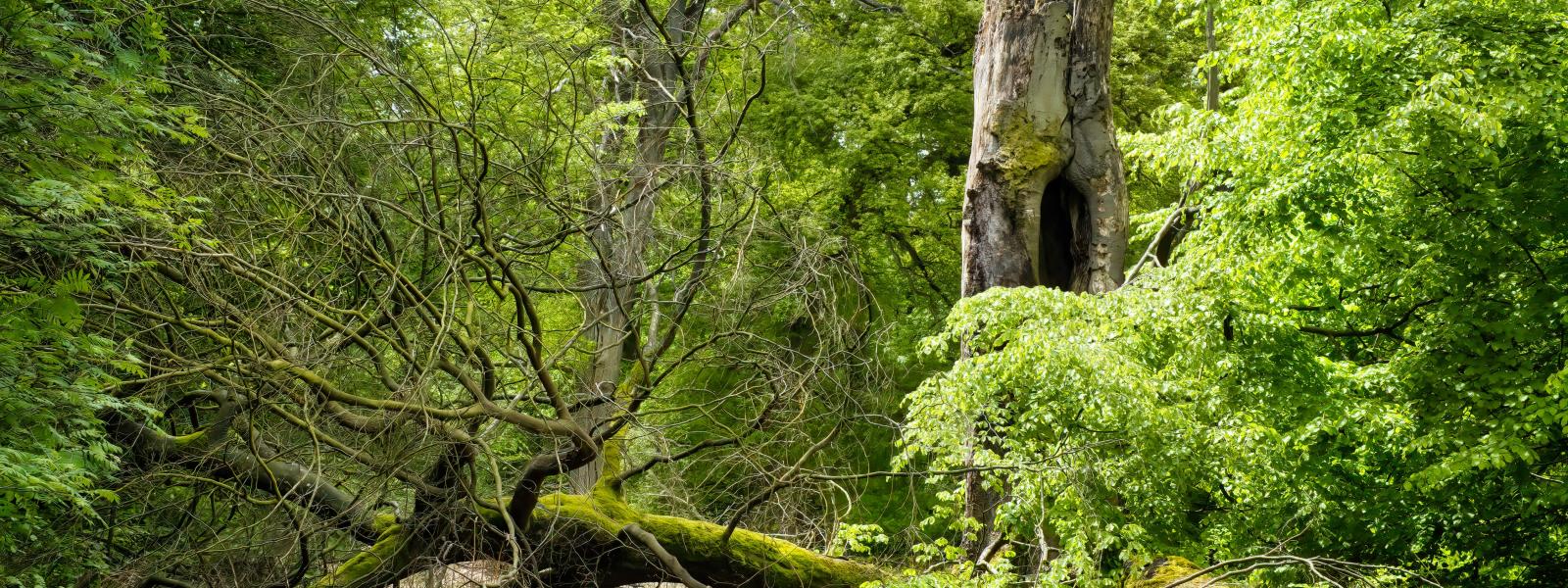 unaufgeräumter Wald