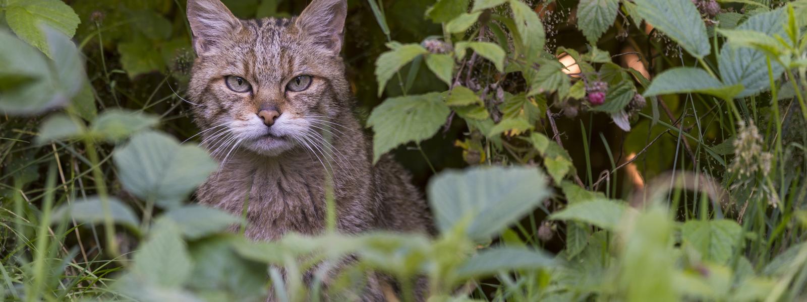 Wildkatze Wildkatze im Busch