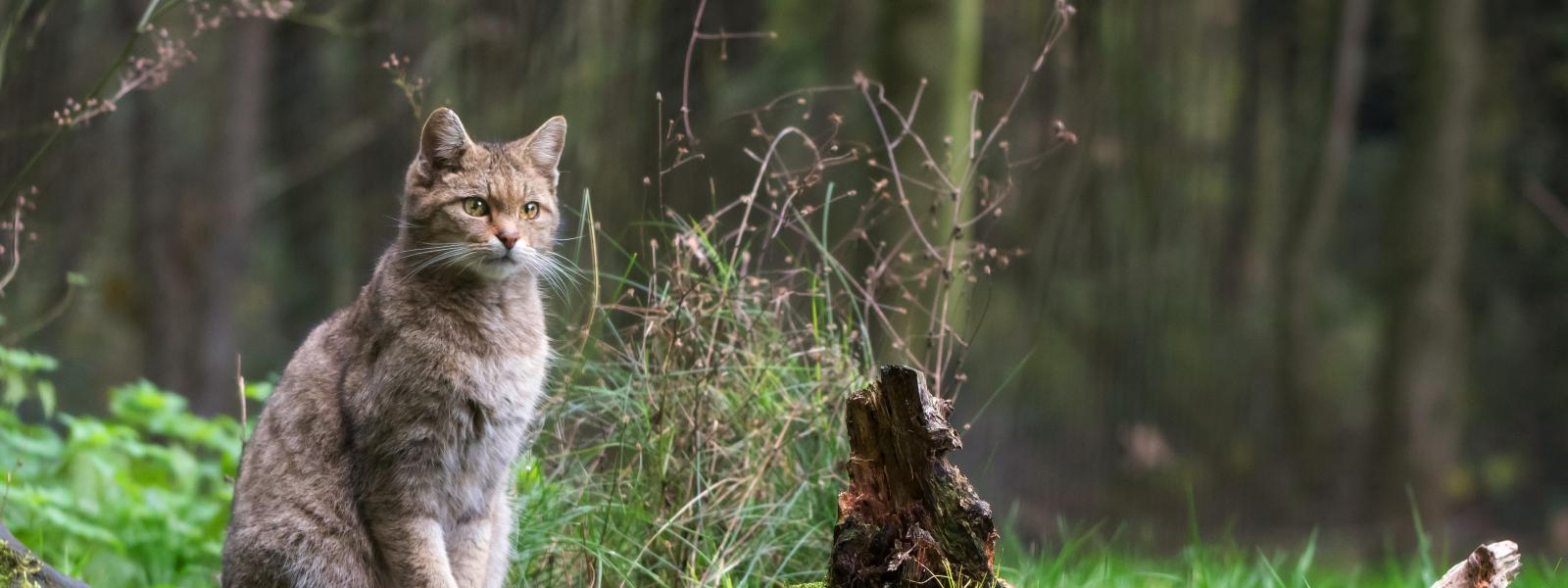sitzende Wildkatze in Wald