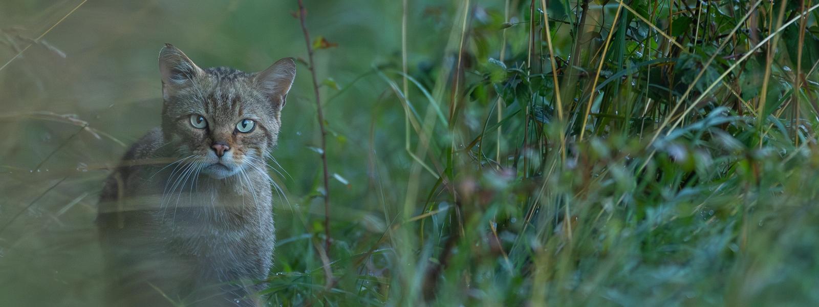 Wildkatze versteckt im Gras