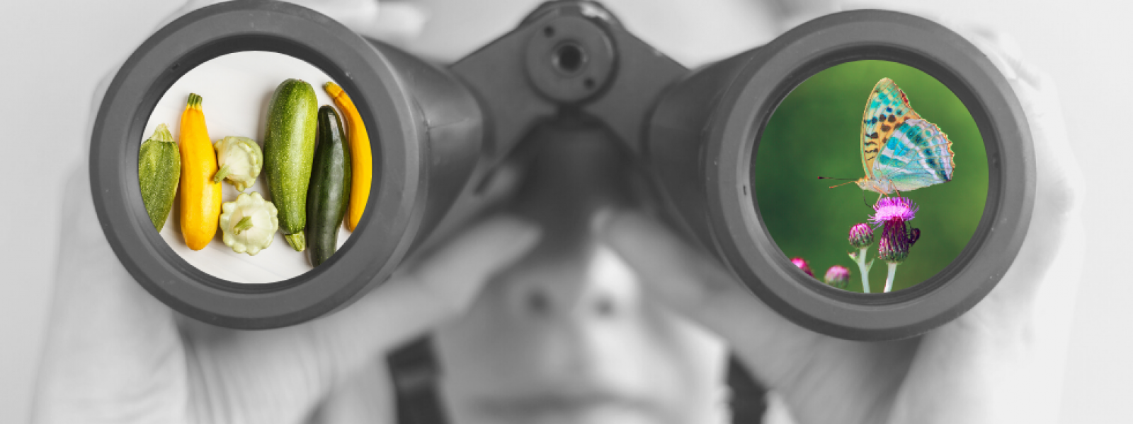 Visions for Transition - Wie Landwirtschaft und Städte der Zukunft die Artenvielfalt bewahren Visions for Transition - Wie Landwirtschaft und Städte der Zukunft die Artenvielfalt bewahren